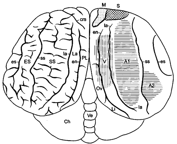 Neocortical motor and sensory fields in the bottlenose dolphin. Al, A2, auditory fields; crs, cruciate sulcus; M, motor field; PL, paralimbic lobe; S, somatosensory field; V, visual field. After Morgane et al. (1986). 