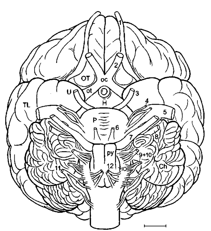 Harbor seal brain in basal aspect, py, pyramidal tract. Scale: 1 cm.