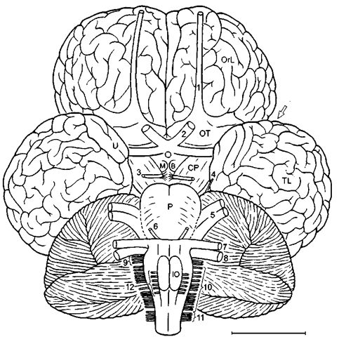 Brain of humpback whale in basal aspect. CP. cerebral peduncle; MB. mammillarij bodies. Scale: 5 cm. After Haug (1970), modified after Breathnach (1955), Pilleri (1966), and Pilleri and Gihr (1970).  