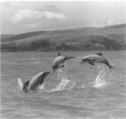 Hector's dolphins (Cephalorhynchus hectori) breaching off South Island, Neiv Zealand.