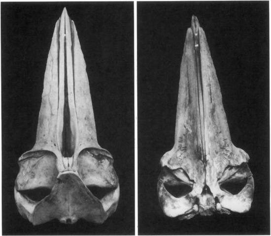 Dorsal and ventral views of a skull of Bryde's whale caught in the western North Pacific and landed at Bonin Island in July 1983.