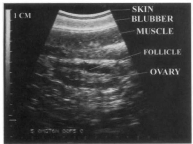 Sonographic image of an ovary of a Pacific white-sided dolphin showing a follicle. 