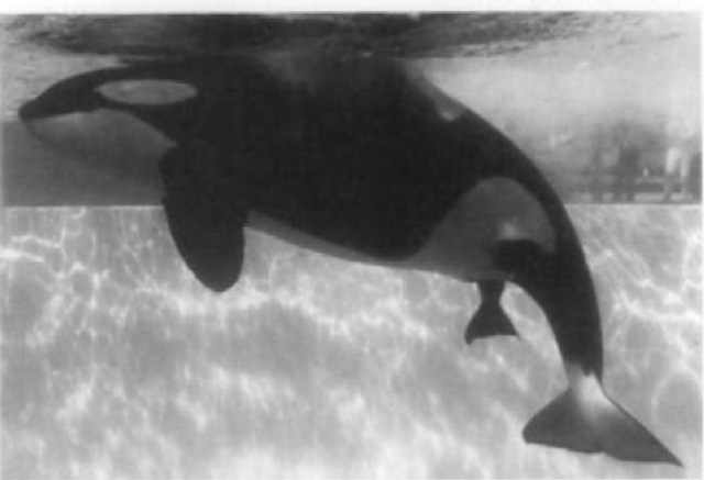 Birth of a killer whale at SeaWorld Florida.