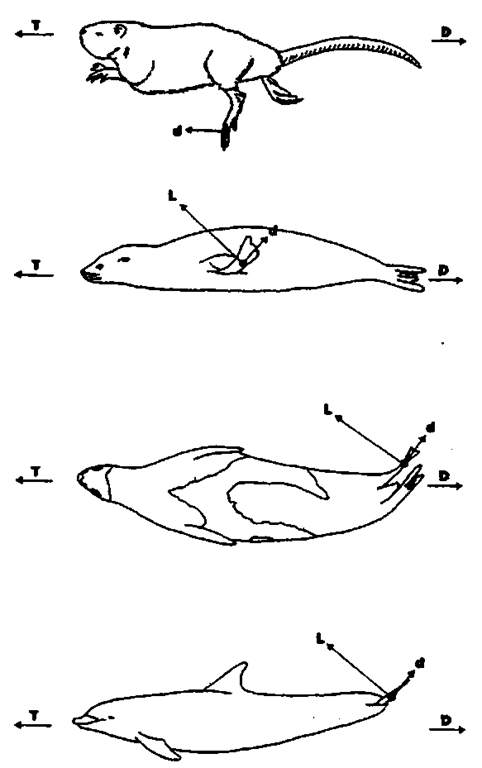 Propulsive modes in marine mammals, from Fish (1996). From top, paddling (drag-based) in the muskrat (Ondatra zibethicus), pectoral oscillation (lift-based) in the California sea lion (Zalophus californianus), pelvic oscillation (lift-based) in the harp seal (Pagophilus groenlandicus), and caudal oscillation (lift-based) in the common bottlenose dolphin (Tur-siops truncatus). Drag (d) and lift (L) generated by the propulsive organ contribute to total thrust force (T) and drag force (D). 