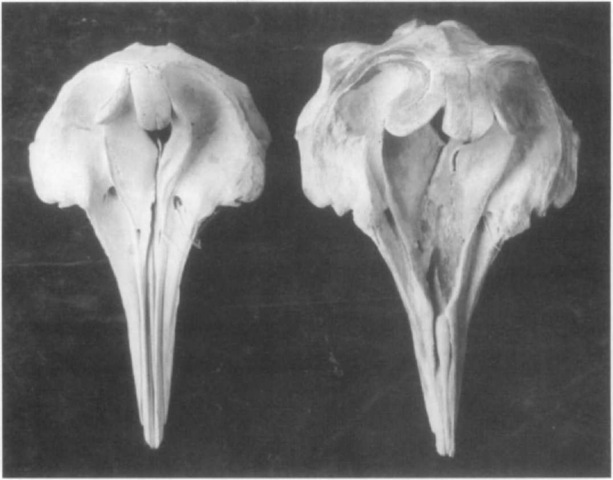As males o/Ziphius cavirostris become sexually mature, they begin to reabsorb bone in front of the nasal passages, creating over time a distinct cavity or prenarial basin seen easily in this dorsal view (right). Adult females and immature males lack this basin (left). 