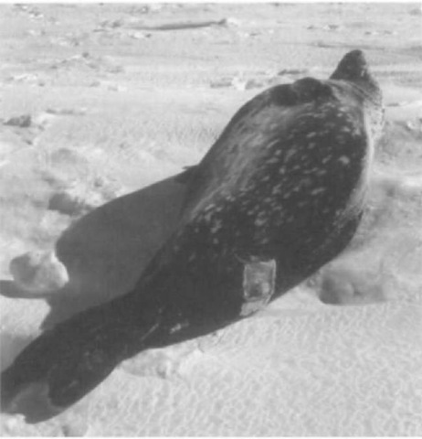  A sonic tag glued to the pelage of an adult male Weddell seal for monitoring its underwater movements in McMurdo Sound, Antarctica. 