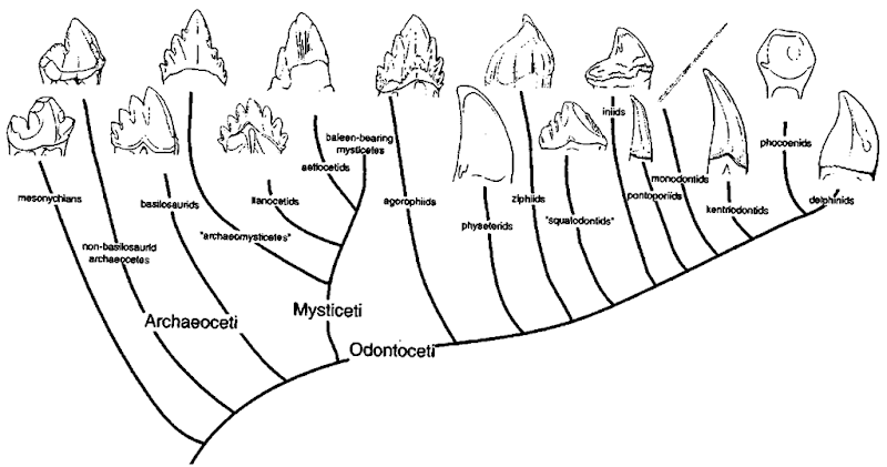 Phylogenetic relationships of cetaceans with examples of dental morphology. For those cetaceans with heterodont teeth, lower molars (posterior cheek teeth) are shown