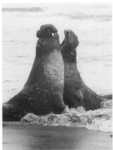 Two adult male northern elephant seals fighting during the breeding season. Note the enlarged proboscis and predominant chest shields. 