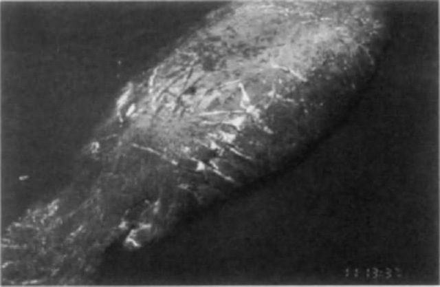 Identifying scars from boat collisions on a Florida manatee. 