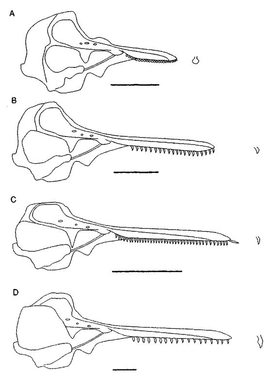 Skull and tooth morphology of niodern and fossil delphinoids. Scale bar: 10 an. (A) Family Phocoenidae, Phocoena phocoena; (B) Family Delphinidae, Tursiops truncatus; (C) Family Kentriodontidae, Kentriodon pernix (fossil, reconstructed); and (D) Family Kentriodontidae, Hadrodelphis calvertense (fossil, reconstructed).
