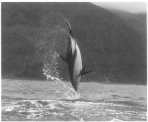 A dusky dolphin somersaulting. 