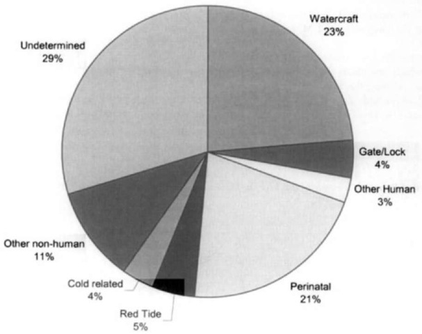 Categories of manatee mortality in Florida. This pie chart shotvs manatee mortality categories based on 3501 carcasses recovered or reported to federal or state agencies from 1974 through 1998. The highest percentage of deaths remains undetermined (n = 1043) and includes unrecovered (n = 99), badly decomposed (n = 588). and other carcasses (n = 423) that were not badly decomposed but for which cause of death could not be assigned. Total human-related mortality is high (n = 1065, 31% of total) and includes ivatercraft-related deaths (n = 828), trauma or drowning caused by canal locks or flood gates (n = 145), and other human-related factors such as entanglement (n = 92). Non human-related causes of death (n = 658. 19% of total) are related to cold exposure (n = 124), red tide outbreaks (n = 164), or other factors (n = 92). Perinatal mortality (n = 735) refers to the death of a small animal ( s 150 cm long) for which cause of death cannot be detennined; perinatal mortality can be either human or nonhuman related. Watercraft-related mortality continues to rise annually and is the single highest known category of death