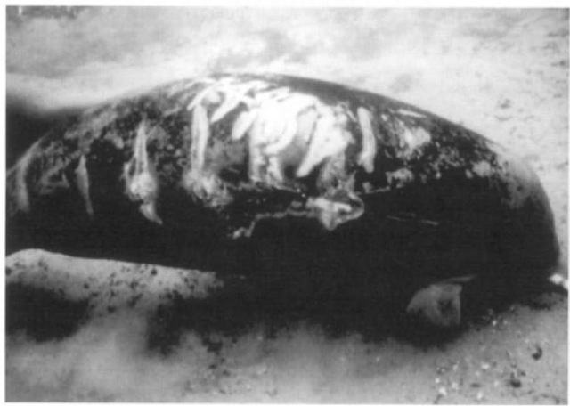 Although several dozen Florida manatees die each i/ear because of collisions with watercraft, many animals survive such encounters, albeit with considerable pain and disfigurement. The extent to which reproduction and longevity of survivors are compromised is unknown.  