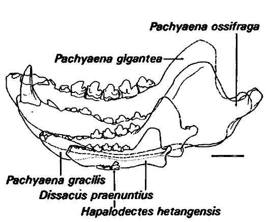 Lower jaws of four different mesonychian species indicating the range of size variation in this group. The species Dissacus praenuntius was approximately the size of an average dog. Scale bar: 5 cm. 
