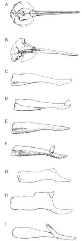 Selected Mesoplodon skulls and mandibles. (A) Dorsal view of M. grayi skull. (B) Lateral view of M. grayi skull. Lower jaws of (C) M. mirus, (D) M. hectori. (E) M. eu-ropaeus, (F) M. stejnegeri, (G) M. ginkgodens, (H) M. den-sirostris, and (I) M. layardiioitw are all of adult males except E.