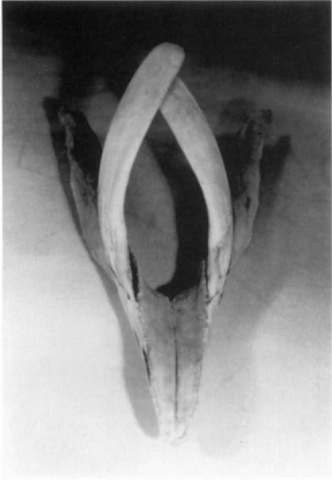  Lower jaw of an adult male Mesoplodon layardii showing how the teeth wrapped around the upper jaw in the living animal. 