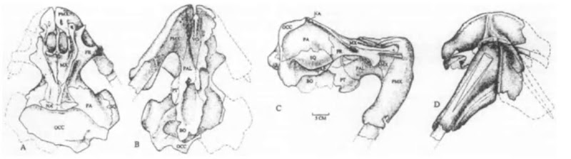 Odobenocetops peruvianus: Skull of a male in dorsal (A), ventral (B), lateral (C), and anterior (D) views. Scale bar: 5 cm. AP, alisphenoid; BO, basioccipital; FR, frontal; MX, maxilla; NA, nasal; OCC, occipital; PA, parietal; PAL, palatine; PMX, premaxilla; PT, pterygoid; SQ, squamosal; VO, vomer.