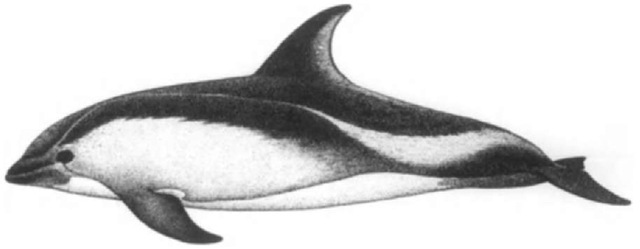 Peale's dolphin, Lagenorhynchus australis.
