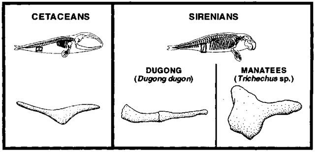 Line drawings of the right pelvis of a cetacean (left) and sirenians (right) in lateral view (anterior toward the right). Position and orientation of the pelvis are indicated by boxes on the skeletal outlines. 