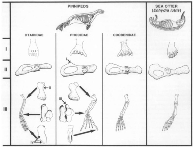 Line drawings of external flipper morphology (row 1), right pelvis (row 11, lateral view, anterior is toward the right), and right hind limb skeleton [row III, anterior (dorsal) view] of representative species of pinnipeds (left; Otariidae, Callorhinus; Phocidae, Monachus; and Odobenidae, Odobenus) and the sea otter (right). Indicated features of the otariid and phocid hind limb are as follows: i, enlarged ischial tuberosity of phocids; ii, presence of a lesser femoral trochanter in otariids and ivalrus (absent or reduced in phocids); iii, posterior projection of the phocid astragalus, over tohich the tendon of the flexor hallucis longus muscle passes; and iv, first ungual phalanx of the otariid pes showing the lack of a claw and distal roughened surface to which cartilage is attached in life. 