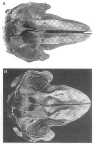 (A) Dorsal view of the skull of a long-finned pilot whale (G. melas). (B) Dorsal view of the skull of a short-finned pilot whale (G. macrorhynchus). Note the differences in the shape and length of the rostrums and the degree to which the maxillae are covered by the premaxillae. 