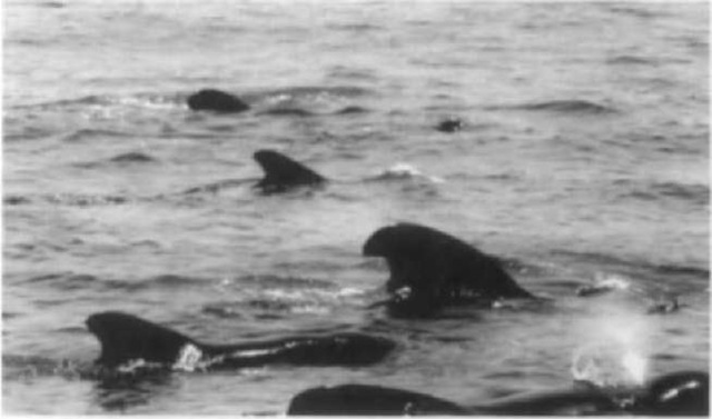A group of male and female pilot whales. Males are larger than females and develop exaggeratedly wide dorsal fins. 