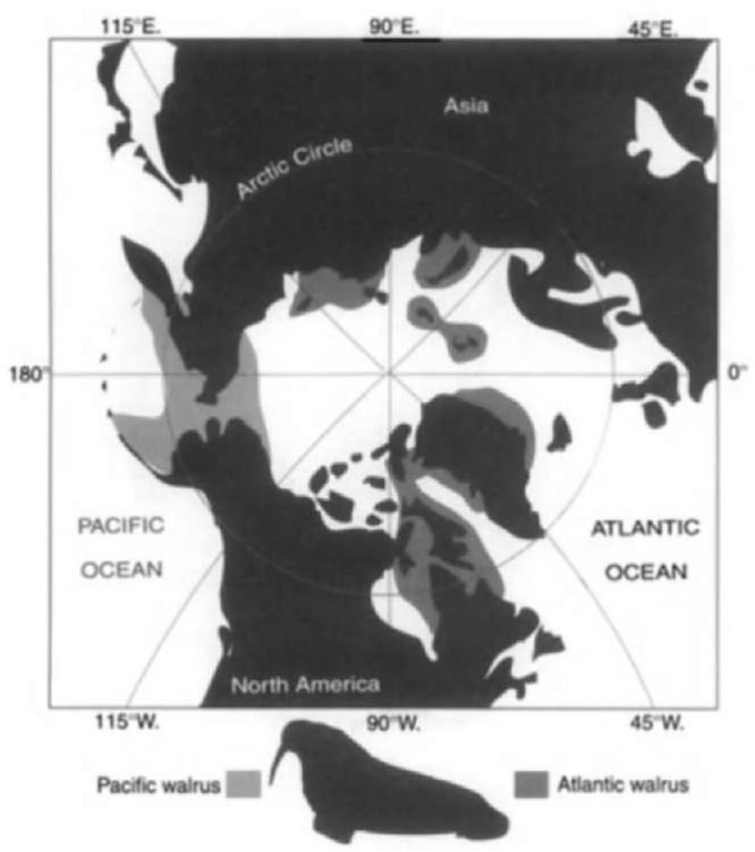 Distribution of modern walrus subspecies, Odobenus rosmarus divergens (Pacific walrus) and Odobenus rosmarus rosmarus (Atlantic walrus). 