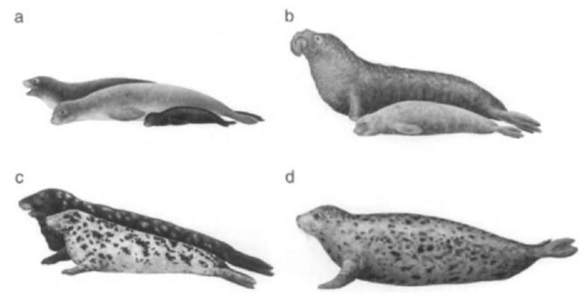 Representative "monachines" (a) Hawaiian monk seal, Monachus schanins-landi, and (b) northern elephant seal, Mirounga angustirostris, and phocines (c) harbor seal, Phoca vitulina, and (d) gray seal, Halichoerus grypus. Males are shown behind smaller females.
