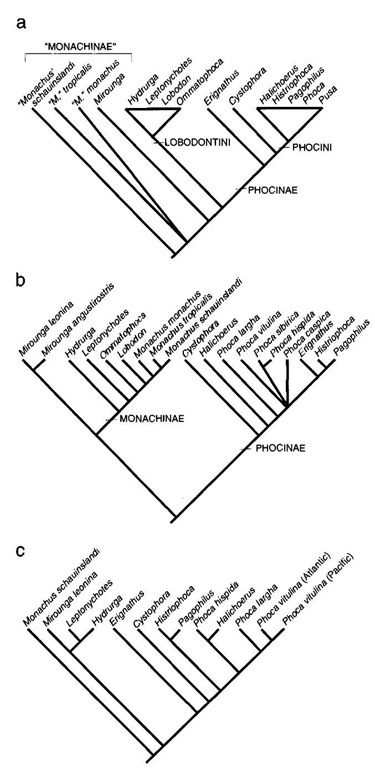 Alternative phytogenies for Phocidae based on morphologic data (a) from Wyss (1988) and Berta and Wyss (1994); (b) from Bininda-Emonds and Russell (1996); and (c) molecular data from Arnason et al. (1995).