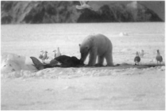 Polar bear hunting beluga whales. 