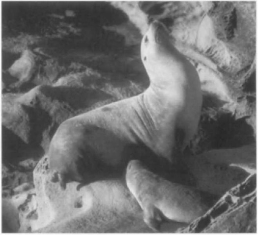A female California sea lion suckles her pup in a location protected from the surf on San Miguel Island, California (NMFS, George Antonelis). 