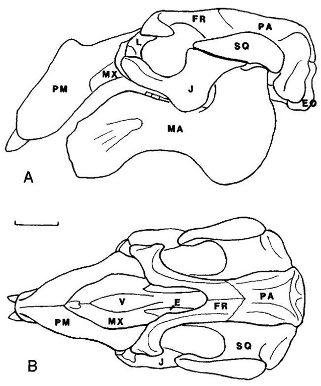 Skull of Crenatosiren olseni, an Oligocene dugongine dugongid, in (A) lateral and (B) dorsal views. Note the large incisor tusks in the premaxillae. E, ethmoid; EO, ex-occipital; FR, frontal; ], jugal; L, lacimal; MA, mandible; MX, maxilla; PA, parietal; PM, premaxilla; SQ, squamosal; V, vomer. Scale bar: 5 cm.