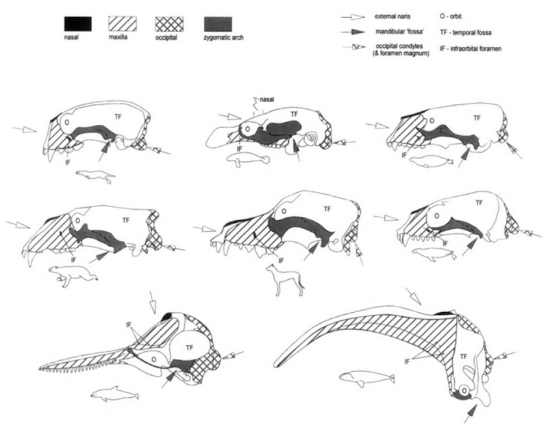 Selected bony features are emphasized. The rostrum, composed of the premaxilla, maxilla, and occasionally the nasal bone, forms the "face" of each species. The zygomatic arch, which supports the masseter muscle, may be composed of a single bone, thejugal, or parts of as many as three bones in some species. Arrows indicate directions of airflow at the external naris, vertebral column articulation at the occipital condyle, and lower jaw artiadation at the mandibular fossa. Processes extending from the frontal may be present to help form the dorsocaudal aspect of the orbit, referred to as postorbital processes of the frontal: absent in the seal, small in the otter, and relatively large in the dolphin.