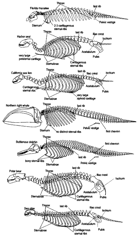 Axial skeletons plus pelvises of the seven selected marine mammal species; because the axial skeleton and pelvis of the dog are similar to those of the bear and of other carnivorous species, the dog's skeleton was excluded. In this illustration, the first thoracic vertebrae for all the species illustrated are aligned. Vertebral ribs extend from the vertebral column to join the sternal ribs, which extend from the sternum. The sternum develops from a series of sternebrae. In some species (i.e., humans, right whales, manatees), the steniebrae fuse into a single bony unit. Each skidl and vertebral column is scaled to similar shoulder-hip distances. Permanently aquatic species (manatee, dolphin, and right whale) have pelvic vestiges. Because the pelvic bones of these three species are not in the same location in relation to the first chevron bones, the first caudal vertebrae (defined by the first chevrons) of these three skeletons are not aligned. Distinct sexual dimorphism has been described for the pelvic vestiges of manatees and dugongs.  