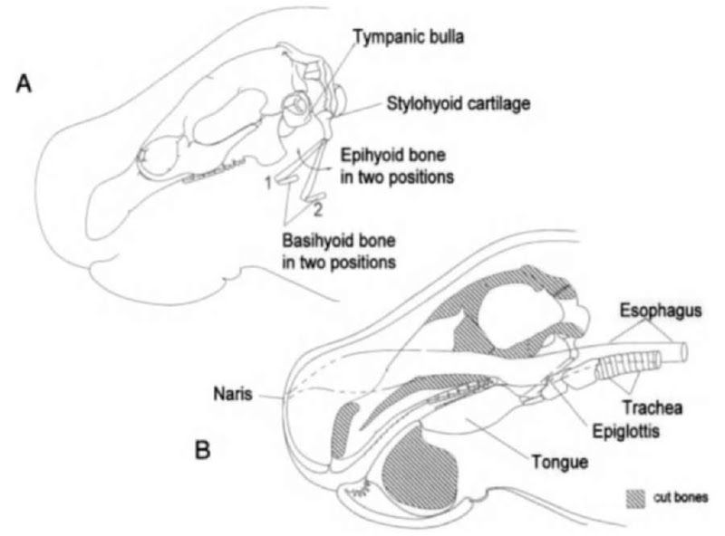 (A) Lateral view of the manatee cranium with the hyoid apparatus in two positions to illustrate its range of motions. Muscles between the basihyoid and the sternum move the hyoid apparatus down and back. Muscles between the tongue and basihyoid move the hyoid apparatus up and forward. (B) Left midsaggital section of the manatee head. Movements of the hyoid apparatus influence the trajectories of air and food through the head and into the trachea and esophagus, respectively.