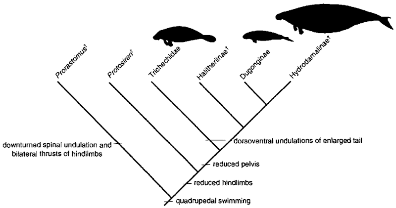 Evolution of locomotion among sirenians. t, extinct taxa. Based on Domning (2000). 