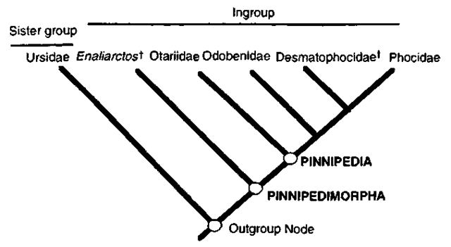 Pinniped relationships with ingroup and outgroups identified, f, extinct taxa. 