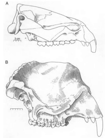 Crania of Eocene proboscideans showing a tethythere feature despite different overall morphologies: the orbit is located above the anterior premolar. A more derived proboscidean feature is the opening of the orbit in the maxilla and not the jugal. (A) Moeritherium lyonsi from the Eocene of Libya. Scale: 3 cm. (B) Numidotherium koholense from the Eocene of Algeria. Scale: 5 cm. Draivings by Dominique Visset. 