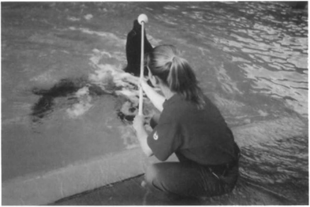 A California sea lion (Zalophus califonianus) is trained to follow a target pole. The target eatables the trainer to shape behaviors from a distance. 