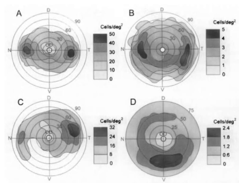 Topographic distribution of ganglion cell density in the retina of some cetaceans: (A) the common bottlenose dolphin, (B) the tucuxi dolphin, (C) the gray whale, and (D) the Amazon river dolphin. Cell density is expressed as number of cells per squared degree of the visual field and is shown by various shadowing, according to the scales. Concentric circles show angular coordinates on a retinal hemisphere centered on the lens. D, V, N, T, dorsal, ventral, nasal, and temporal poles of the retina, respectively.