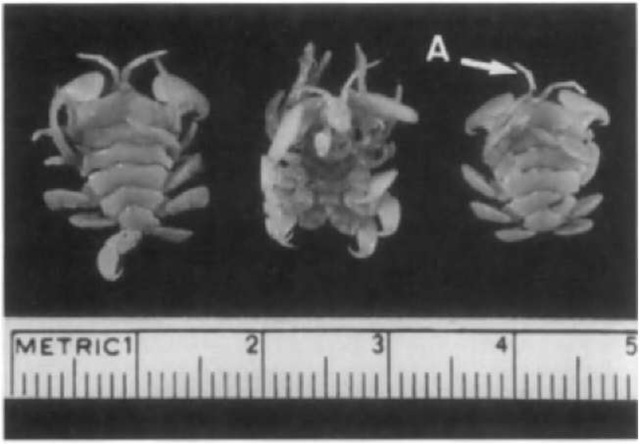 Three specimens of Cyamus ovalis showing ventral surface on center specimen. The head region faces the top. Note segmented body and antennae (A). 