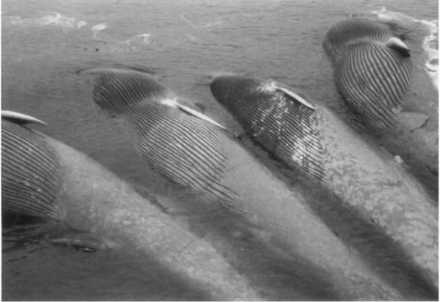 These blue whales are among those harvested worldwide during the 20th century. Over 360,000 animals were harvested from the Southern Hemisphere alone.
