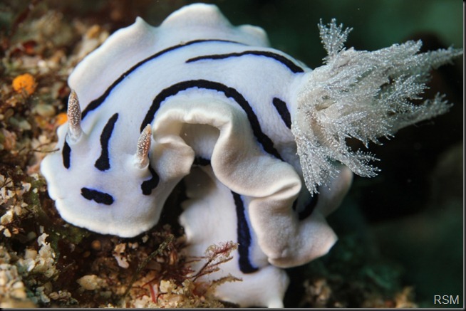 nudi c