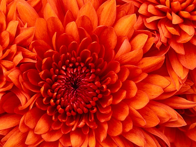 [Chrysanthemum[2].jpg]