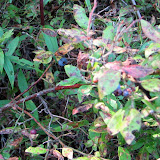 Blueberries in their natural habitat