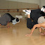 Culture Shock Los Angeles Presents H4: Hip Hop Has History Dance Workshop held at the Torrance Cultural Arts Center Dance Studios in Torrance, CA on Sunday, January 18, 2009. Photo by: Sthanlee B. Mirador/Culture Shock Los Angeles Culture Shock Los Angeles Presents H4: Hip Hop Has History Dance Workshop held at the Torrance Cultural Arts Center Dance Studios in Torrance, CA on Sunday, January 18, 2009. Photo by: Sthanlee B. Mirador/Culture Shock Los Angeles