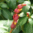 Sanchezia sp.