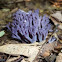 Magenta Coral Fungi