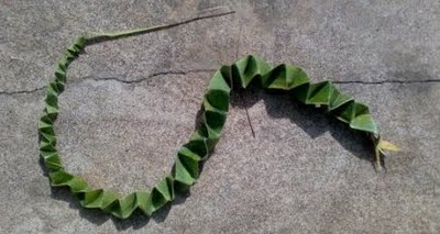 ഓല പാമ്പ്  | Oola paambu ഓല പാമ്പ്  | Oola paambu