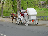 200305061648CentralPark.JPG